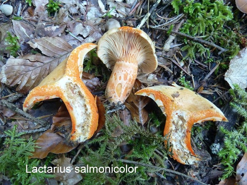 Lactarius salmonicolor-amf1089-1.jpg - Lactarius salmonicolor ; Syn: Lactarius subsalmoneus ; Non français: Lactaire du sapin, Lactaire saumon